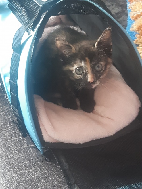 Another therapet
